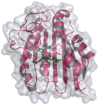 Strukturmodell der Phycoerythrobilin Synthase