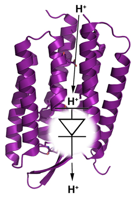 Die Protonendiode in der lichtgetriebenen Protonenpumpe Bakteriorhodopsin.