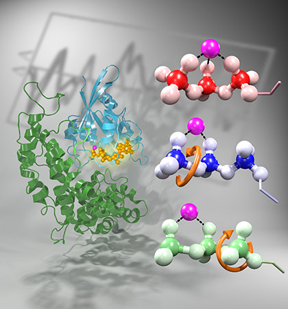 Proteine spannen Phosphatkette, © Till Rudack